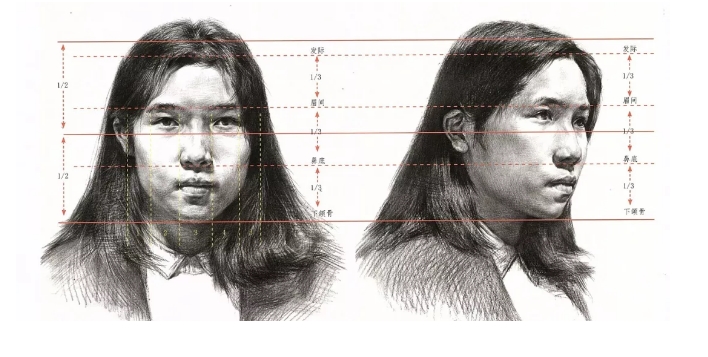 人脸结构比例图