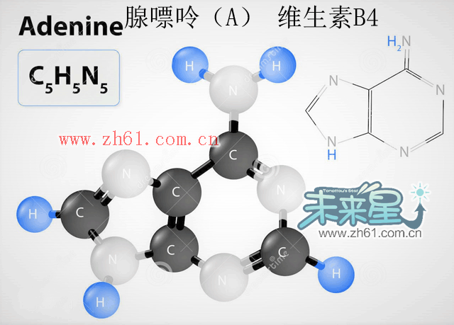 腺嘌呤（A，Adenine） 维生素B4