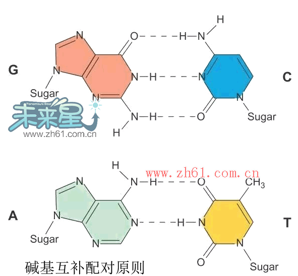 AGCT四种碱基配对的分子结构式